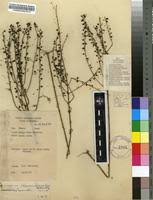 Image result for Micrargeria