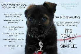 Be A Forever Home Dogs Animals Dog Quotes