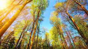 Download forest sunshine wallpaper for free to your mobile phone. Autumn Forest Sunshine Hd Wallpapers Free Download Wallpaperbetter
