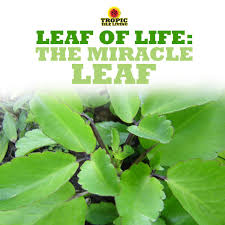 Leaf Of Life The Miracle Leaf Tropic Isle Living Tropic Isle Living Herbs Medicinal Herbs