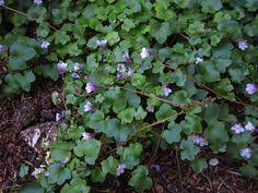By noelle johnson landscape consulting. Tiny Flowering Weeds