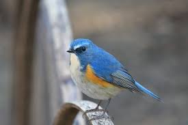 Birds Of Eastern Pa Forever And Ever Love Birds Visit Us By Clicking Active Link On Our Bio Profile Birdeyesview Birdimages Birds Birdlovers B