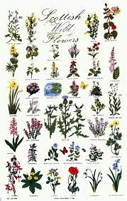 Scotland Highland Flowers Google Search Scottish Flowers Scottish Tattoos Wildflower Tattoo