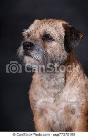 Bred as a fox and vermin hunter, the border terrier shares ancestry with the dandie dinmont terrier and the bedlington terrier. Close Up Portrait Of A Dog Breed Border Terrier Portrait Of A Red Dog Border Terrier Breed In Studio On A Black Background Canstock