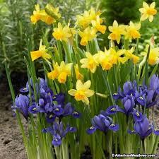 Yellow Miniature Daffodil Bulbs Tete A Tete Narcissus With Iris Harmony Daffodils Daffodil Bulbs Bulb Flowers
