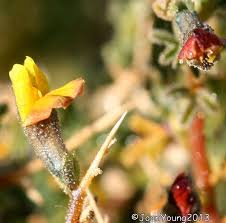 Image result for Melolobium