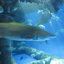 Texas State Aquarium Corpus Christi Beach Texas Attractions Corpus Christi Tx