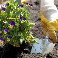 To grow strong and verdant, plants need sun and water as well as soil that has sufficient. How To Plant Flowers Home Facebook