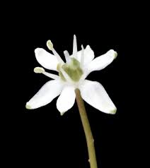 Image result for Schizocarphus nervosus