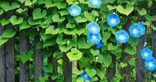 Pin By Kate Bessette On Flowers Flowering Vines Vine Fence Annual Flowers
