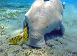Their passive and gentle nature allows swimmers to observe them closely in the wild. Thailand Increase In Dugong Population Off Trang Coast Seal Superyachts Agents