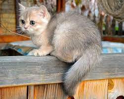 Black golden shaded british shorthair male kitten with green eyes. Fenickha Cats Bengal Cat British Shorthair