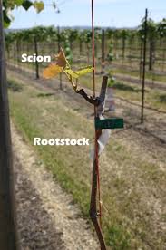 Image result for graft grape vines