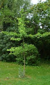 The scientific name is also used as the english name. Ginkgo In Den Garten Haushaltstipps Und Gartentipps