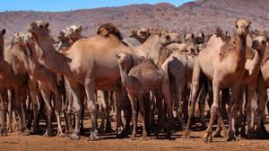 Camel stuck in a car. Australia Has Shot 5000 Camels From A Helicopter Because They Drink Too Much Water Curly Tales