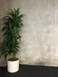 Office Greenery The Best Plants For Offices With No Sun La Residence Plant Care Tips And More Best Office Plants Plants Office Plants