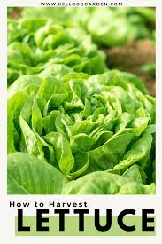 Before maturity, you can harvest leaf lettuce by simply removing outer leaves so that the center leaves can continue to grow. How To Harvest Lettuce Kellogg Garden Organics