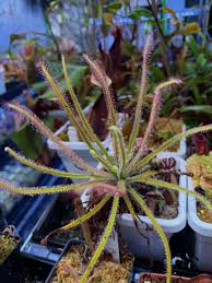 Image result for Pteronia acuminata