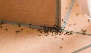 It can be challenging to convince someone that killing ants with raid is a bad thing when trying to get rid of an ant infestation. How To Get Rid Of Sugar Ants House Method