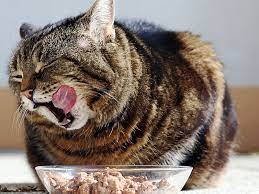 How To Fatten Up A Cat The Daily Cat