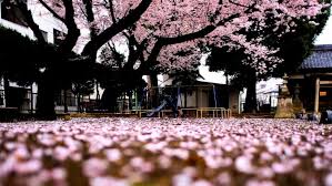 Maybe you would like to learn more about one of these? Japanese Desktop Wallpaper Japan Desktop Backgrounds 1920x1080 Download Hd Wallpaper Wallpapertip