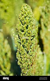 Image result for Echinochloa frumentacea