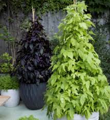 Image result for Ipomoea ephemera