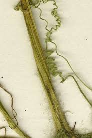 Image result for Sicyos