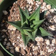 Image result for Haworthia limifolia