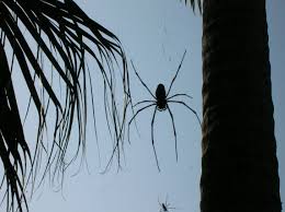 We did not find results for: Banana Spider As Big As Your Hand Yeech Dandelion Plants Okinawa