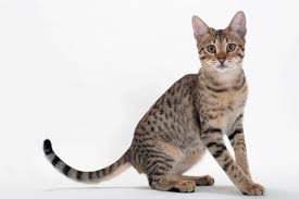 It is a cross between the serval and a domestic cat. Everything You Need To Know About The Savannah Cat Catster