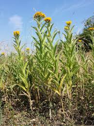 Image result for Pentanema