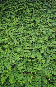 Image result for Rubus