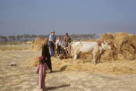 صورة من قرية ميت رهينة في خمسينيات القرن الماضي و أجانب أعجبهم النورج في موسم الحصاد Old Egypt Egypt Animals