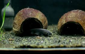 Black Ghost Knifefish Care Size Tankmates Compatibility