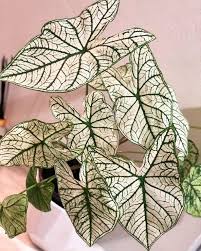 My Beautiful White Christmas Caladium Indoorgarden Caladium Plant Aesthetic Plants