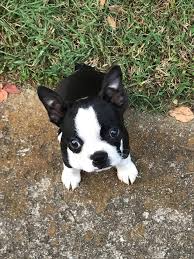 However, free boston terrier dogs and puppies are a rarity as shelters usually charge a small adoption fee to cover their expenses (around £100). Boston Terrier French Bulldog Mix Puppies For Sale Pets Lovers