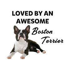 Boston Terrier