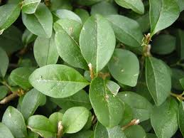 Image result for ligustrum ovalifolium
