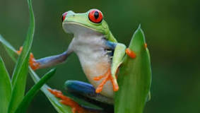 Beach frogs
