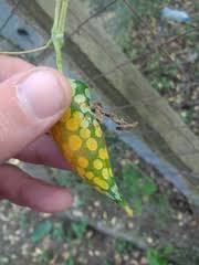 Image result for Kedrostis leloja