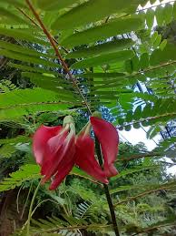 Image result for Otholobium foliosum