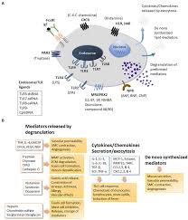 Image result for Mast Cell