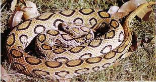 V Is For Viper Snake Viper Snake Snake Venom