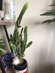 A cactus (plural cacti, cactuses, or less commonly, cactus) is a member of the plant family cactaceae, a family comprising about 127 genera with some 1750 known species of the order. Can Anyone Help In Identifying My Cactus I Always Like To Do Some Research Before Trimming My Plants But I Must Have Forgotten To Write Down The Name If This One Any