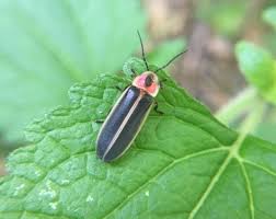 Twinkle Twinkle Little Firefly - Humane Gardener