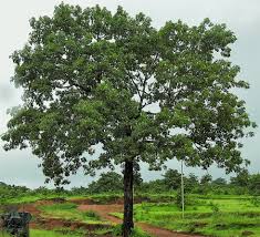 Image result for Bombax