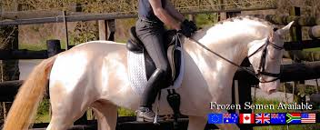 Tribals used these horses for raiding. Kambarbay Perlino Akhal Teke Eventing Stallion At Stud
