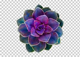 We did not find results for: Cacti And Succulents Succulent Plant Flower Cactaceae Rose Png Clipart Cactaceae Cacti Cacti And Succulents Cactus