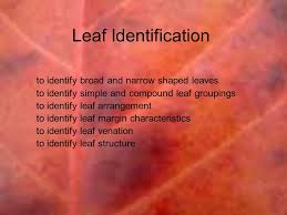 Plants as diverse as pond lily, dogbane and american basswood trees all have cordate leaves. Leaf Identification To Identify Broad And Narrow Shaped Leaves Ppt Video Online Download